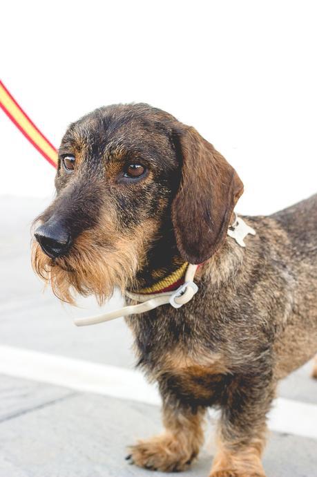 Leopard Perfect Jeans