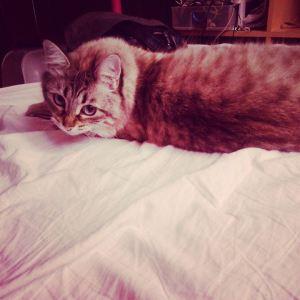 10636234_10204920200631947_5151879997058693930_n