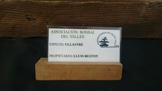 Los Suisekis y Bonsais de la exposicion (Sant Pere)