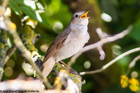 BIRDS OF THE PITILLAS NAVARRA SPAIN-AVES DE PITILLAS EN NAVARRA ESPAÑA