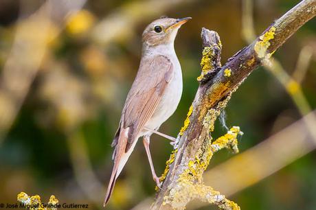 BIRDS OF THE PITILLAS NAVARRA SPAIN-AVES DE PITILLAS EN NAVARRA ESPAÑA