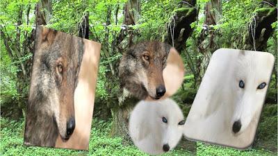 Lobos................Nuestras luchas...... Lobos................Nuestras luchas......