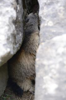 Clavijas de Cotatuero