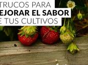 Trucos para mejorar sabor cultivos