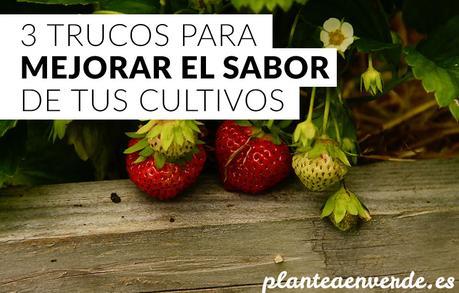 trucos para mejorar el sabor de tus cultivos