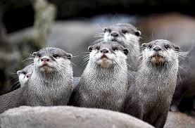 Averigua el significado de soñar con una nutria. sueño con una nutria