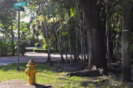 Más Miami: Verde tropical y el PAMM