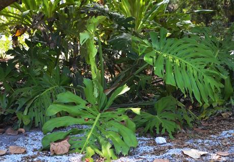 Más Miami: Verde tropical y el PAMM