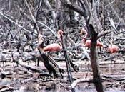 Ratifican reproducción Flamencos Laguna Restinga