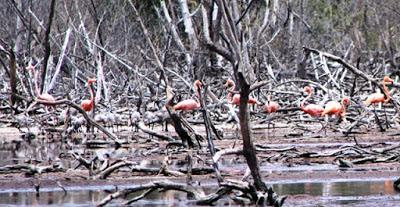 Ratifican reproducción de Flamencos en Laguna de la Restinga