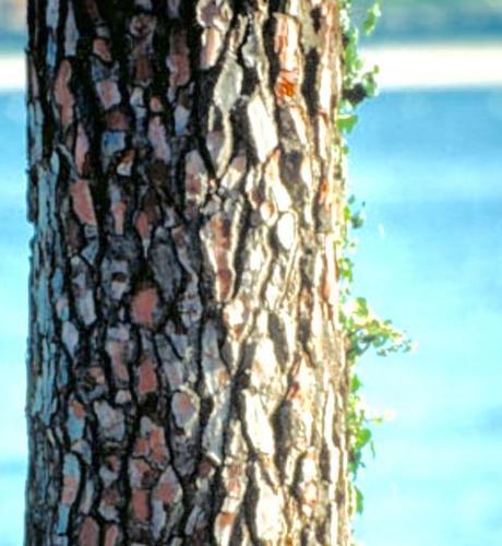 PYCNOGENOL EL ANTIOXIDANTE MÁS PODEROSO LRG Magazine - Pycnogenol - 01