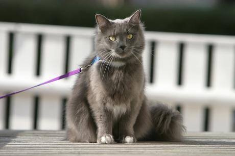 enseñar-un-gato-pasear-correa