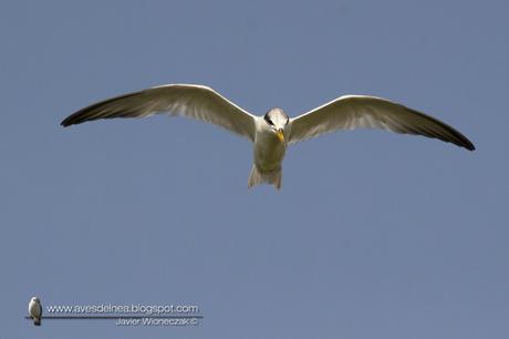 Gaviotín chico común (Yellow-billed Tern) Sternula superciliaris