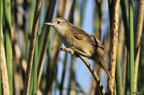 Galería de espartillero enano