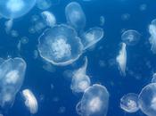 Nadando entre millones medusas