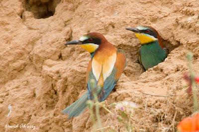 Abejarucos y otros vecinos