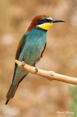 Abejarucos y otros vecinos