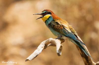 Abejarucos y otros vecinos