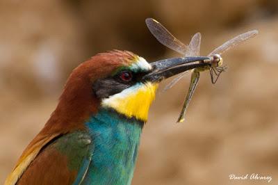Abejarucos y otros vecinos
