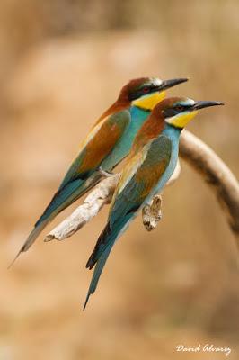Abejarucos y otros vecinos