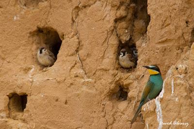 Abejarucos y otros vecinos