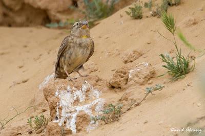 Abejarucos y otros vecinos