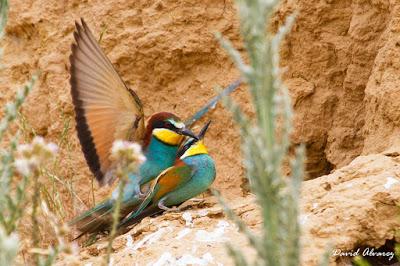 Abejarucos y otros vecinos