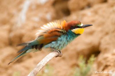 Abejarucos y otros vecinos
