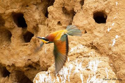 Abejarucos y otros vecinos