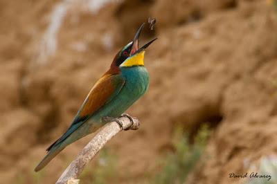 Abejarucos y otros vecinos