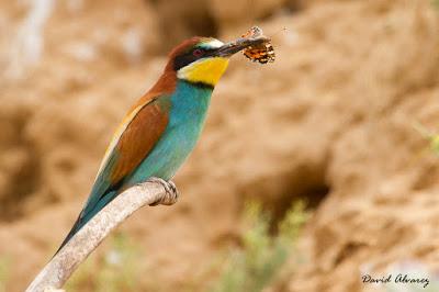 Abejarucos y otros vecinos