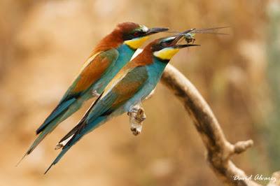 Abejarucos y otros vecinos