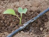 Riego goteo: iniciación