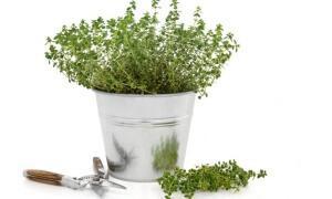 Como Combatir El Mal Aliento Paso a Paso