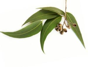 Como Combatir El Mal Aliento Paso a Paso