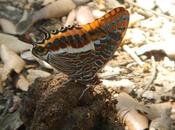 mariposa madroño. Parc Collserola