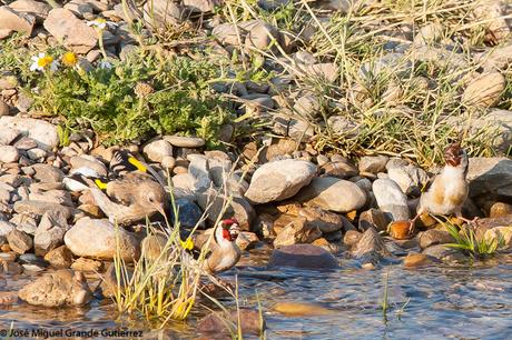 THE RIVER OF LIFE-EL RIO DE LA VIDA