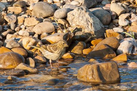 THE RIVER OF LIFE-EL RIO DE LA VIDA