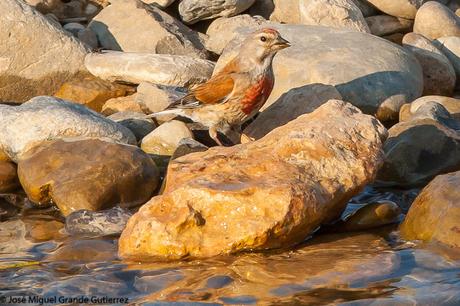 THE RIVER OF LIFE-EL RIO DE LA VIDA