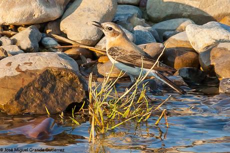 THE RIVER OF LIFE-EL RIO DE LA VIDA