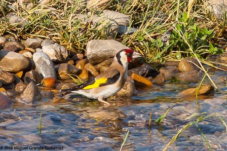 THE RIVER OF LIFE-EL RIO DE LA VIDA