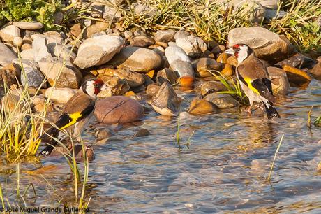 THE RIVER OF LIFE-EL RIO DE LA VIDA