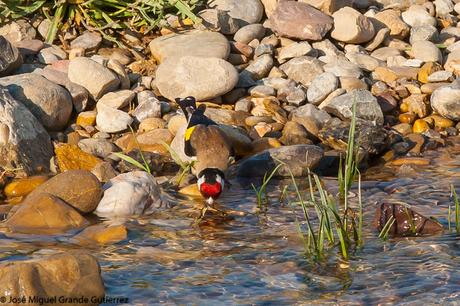 THE RIVER OF LIFE-EL RIO DE LA VIDA