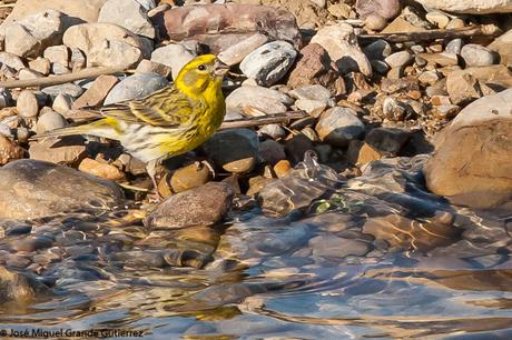 THE RIVER OF LIFE-EL RIO DE LA VIDA