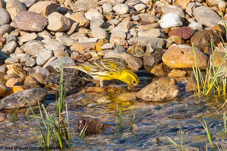 THE RIVER OF LIFE-EL RIO DE LA VIDA