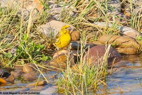 THE RIVER OF LIFE-EL RIO DE LA VIDA