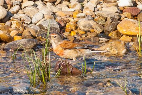 THE RIVER OF LIFE-EL RIO DE LA VIDA