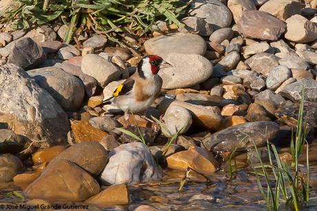 THE RIVER OF LIFE-EL RIO DE LA VIDA