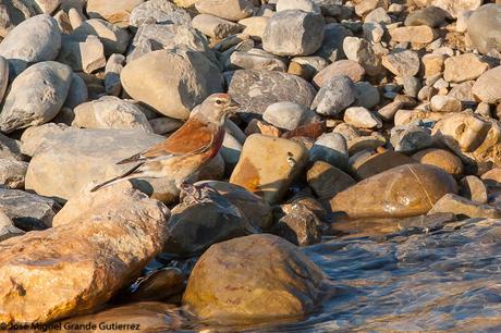 THE RIVER OF LIFE-EL RIO DE LA VIDA