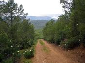 Caminos primavera